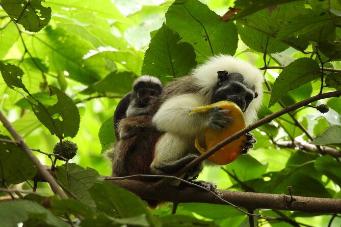 utv-safari-explore-wildlife-and-mountains-in-a-nature-reserve