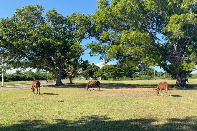 vieques-bio-bay-tour-and-beach-day-trip-from-san-juan-by-ferry