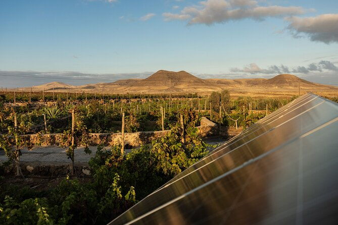 vineyard-tour-with-wine-tasting-and-local-products