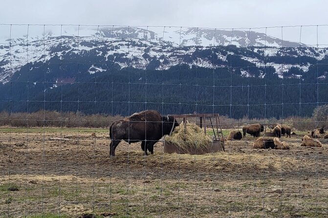 vip-tour-from-anchorage-to-alaska-wildlife-conservation-center-2