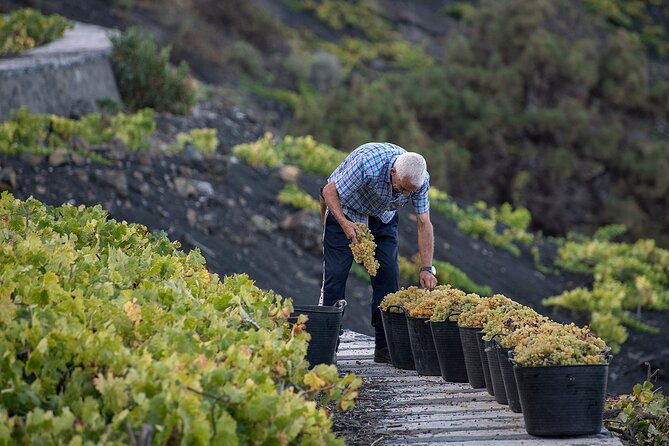 visit-bodegas-teneguia-winery-in-la-palma-with-wine-tasting