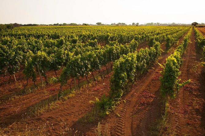 visit-to-a-winery-in-salento-with-wine-tasting-and-light-lunch-from-lecce-2