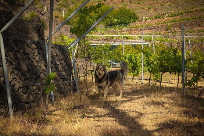 visit-to-arafo-mountain-vineyard-and-organic-wine-tasting