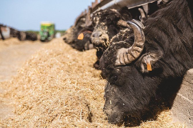 visit-to-the-bufale-and-dairy-farm-with-cheese-tasting