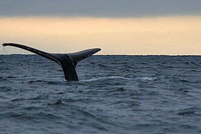 waitukubuli-dolphin-and-whale-watch-in-dominica