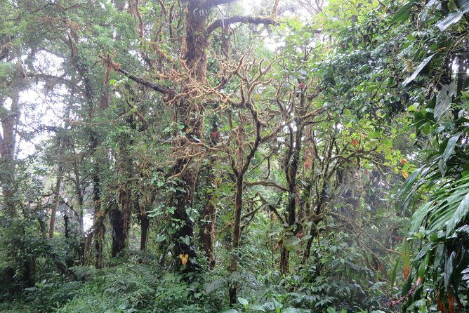 walk-in-monteverde-cloud-forest