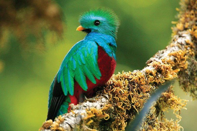 walk-in-santa-elena-cloud-forest-reserve