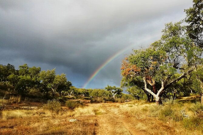 walk-on-the-alentejo-cork-forest-with-optional-lunch