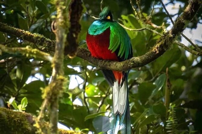 walking-guided-tour-in-monteverde-reserve