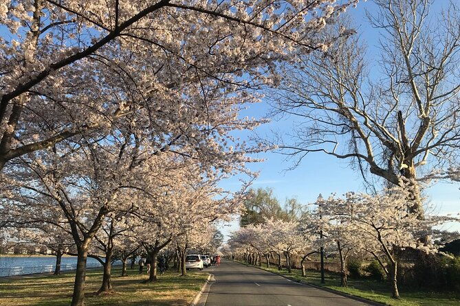 washington-d-c-cherry-blossom-1-day-tour-from-new-york