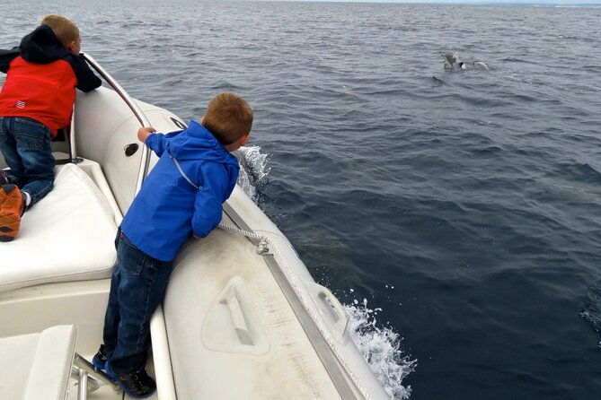 whale-and-dolphin-watching-in-san-diego