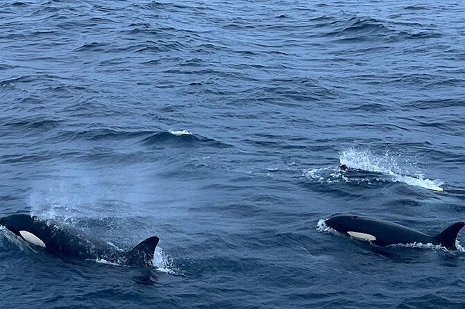 whale-safari-in-tromso