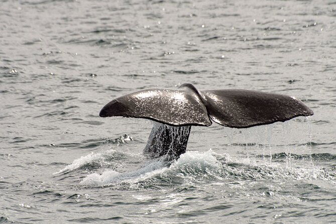 whale-safari-with-puffins-and-muffins-andoy-vesteralen