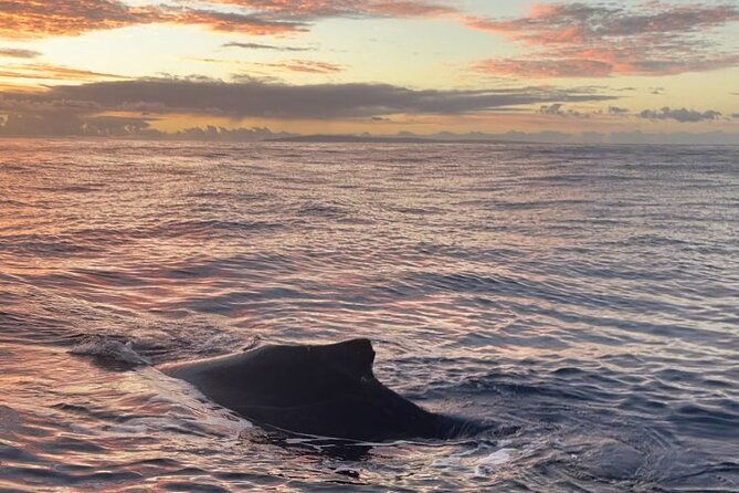 whale-watch-and-scenic-tour-from-kayak