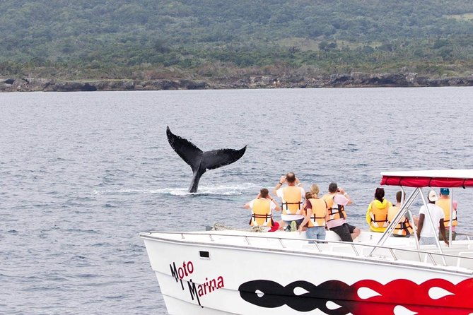 whale-watch-tour-from-santo-domingo-with-bacardi-island-and-lunch-included