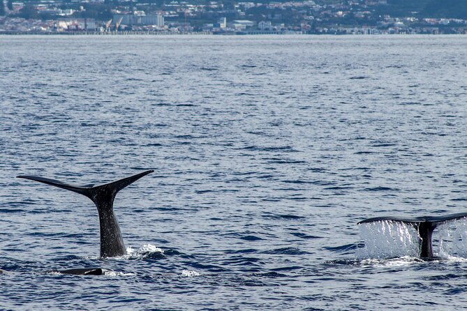 whale-watching-activity-in-north-coast