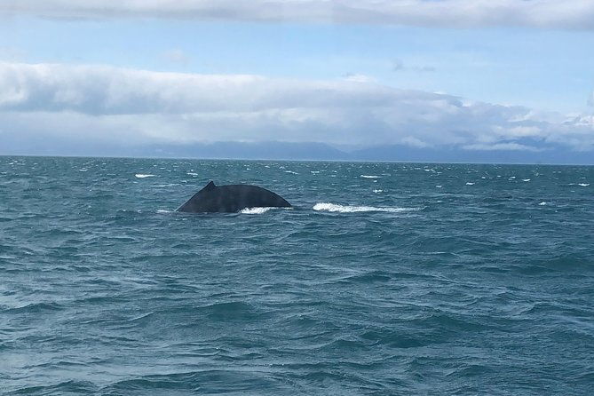 whale-watching-charters-and-bear-search-through-icy-strat-alaska