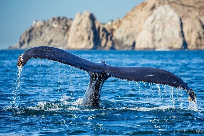 whale-watching-cruise-from-newport-beach-2