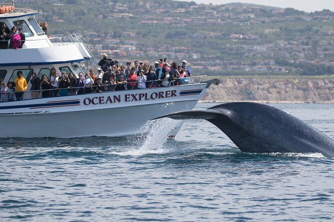 whale-watching-cruise-from-newport-beach