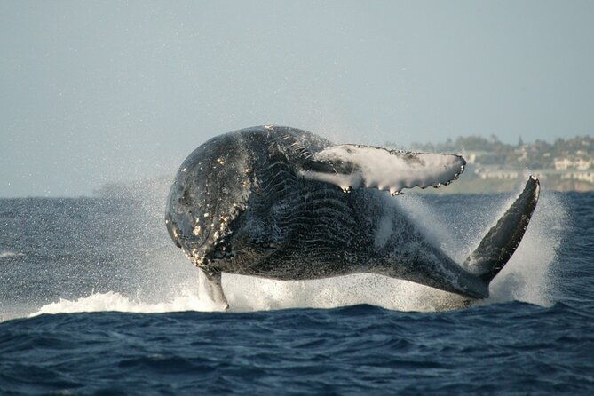 whale-watching-expedition-on-kauai