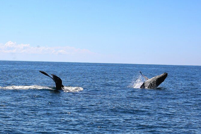 whale-watching-experience-marino-ballena-national-park