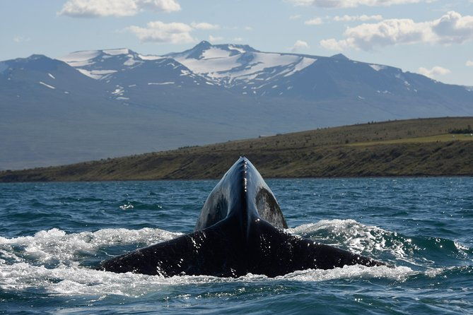 whale-watching-from-the-heart-of-akureyri-4
