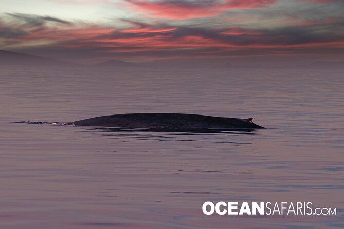 whale-watching-monterey-bay-semi-private-limited-to-6-people-max