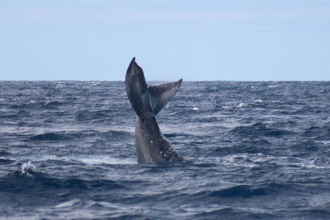 whale-watching-on-big-island