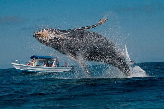 whale-watching-samana-bacardi-island