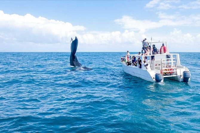 whale-watching-tour-in-samana