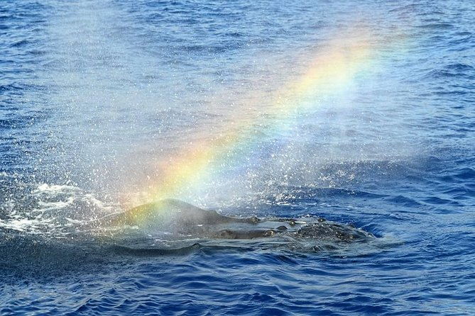 whale-watching-tour-whales-guaranteed-in-kona-waikoloa