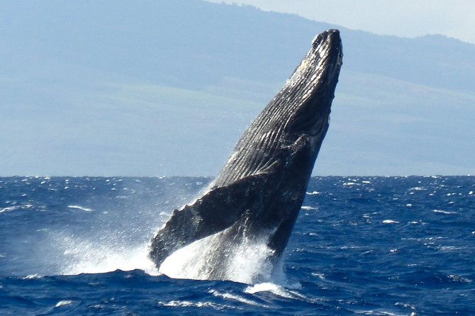 whalewatch-deluxe-tour-from-maalaea-harbor-2