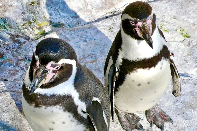wild-penguinsbirdssandboardchilean-drinks-food-from-valpo