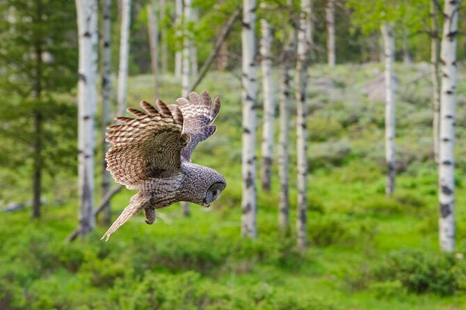 wildlife-and-waterfalls-2