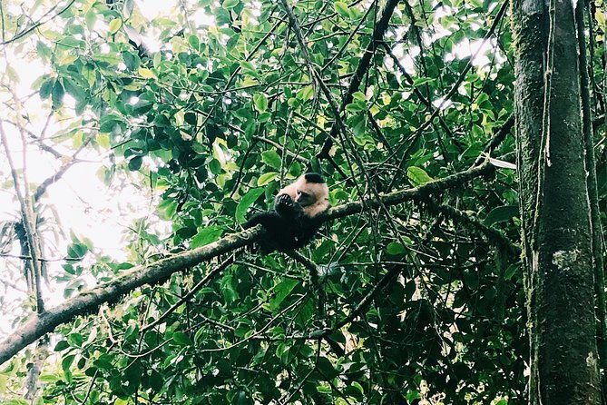wildlife-nature-hike-blue-waterfall-lunch-sloth-trail-tenorio-volcano-park