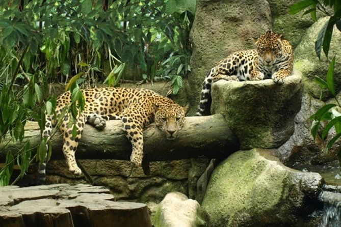 wildlife-refuge-la-paz-waterfall-gardens-day-trip-from-san-jose
