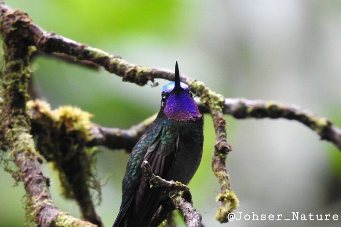 wildlife-safari-boat-tenorio-excellent-bird-watching-tour