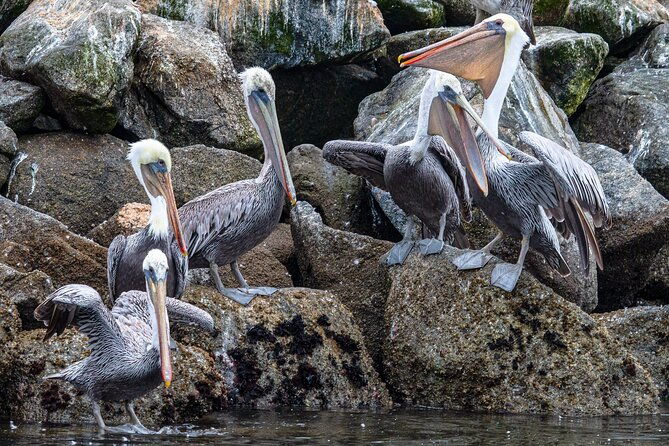 wildlife-safari-boat-tour-in-scenic-monterey-bay-wetland-2
