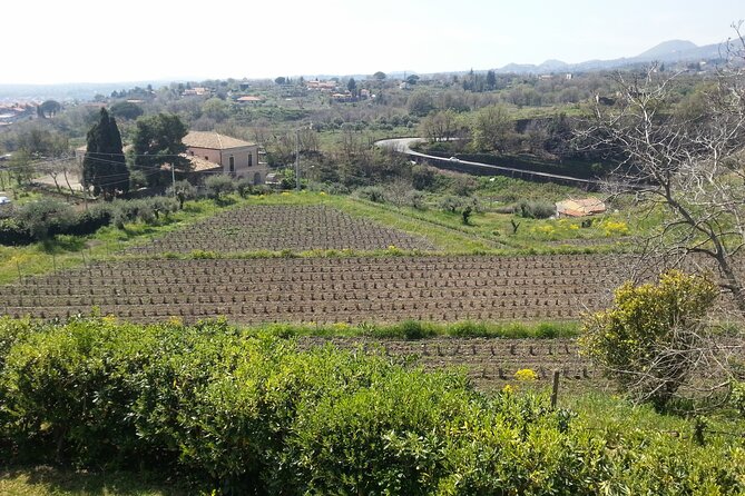 wine-and-lunch-tour