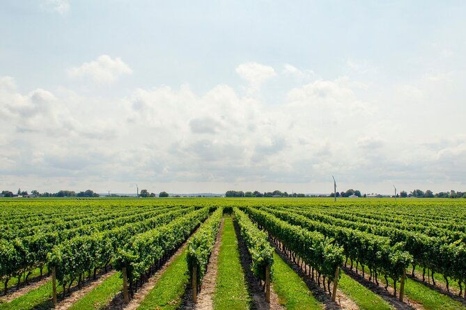 wine-cellar-tasting-in-montevideo-with-outstanding-lunch