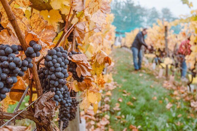 wine-lovers-revel-in-a-countryside-lunch-with-tasty-wines