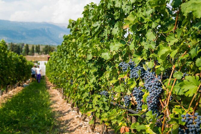 wine-tour-and-tasting-on-garda-hills