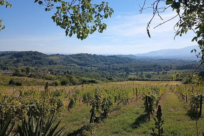 wine-tour-in-the-countryside-of-lucca-with-lunch-with-minivan