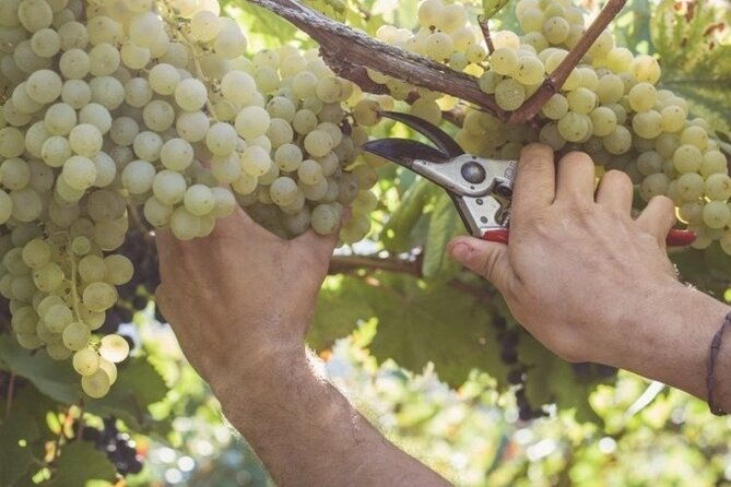 wine-tour-lunch-included