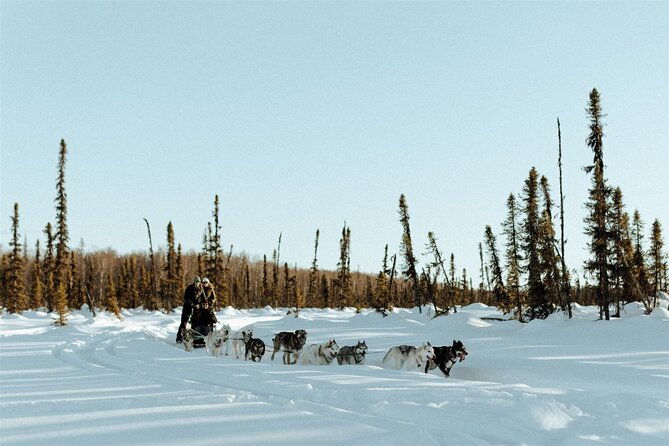 winter-dog-sled-tour-day-or-night