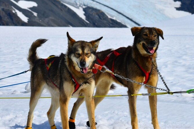 winter-dog-sledding-in-knik-alaska