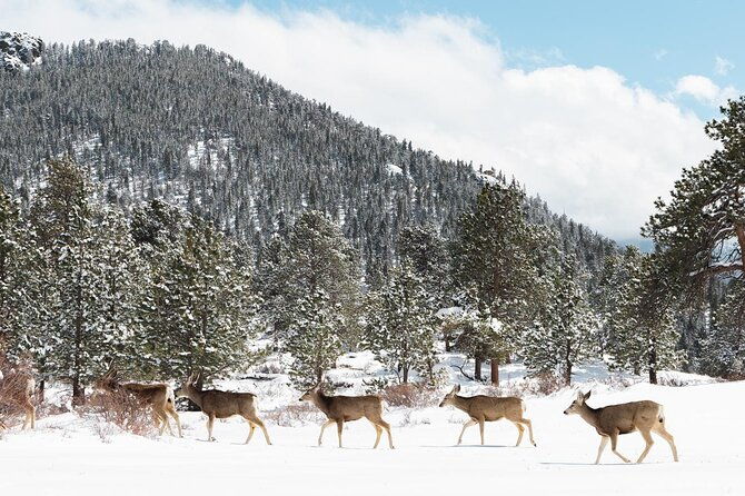 winter-spring-private-rocky-mountain-national-park-guided-tour