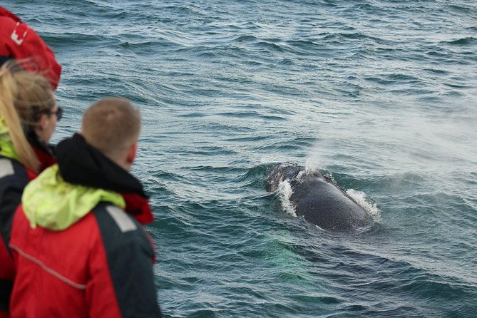 winter-whale-watching-northern-lights-cruise-combo-from-reykjavik