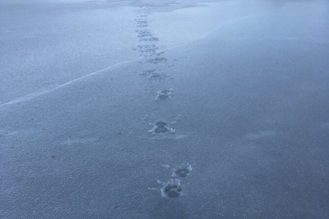 wolf-and-wildlife-tracking-in-sweden