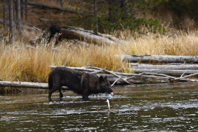 yellowstone-full-day-upper-loop-wildlife-adventure-w-lunch